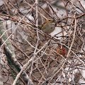 White-throated Sparrow